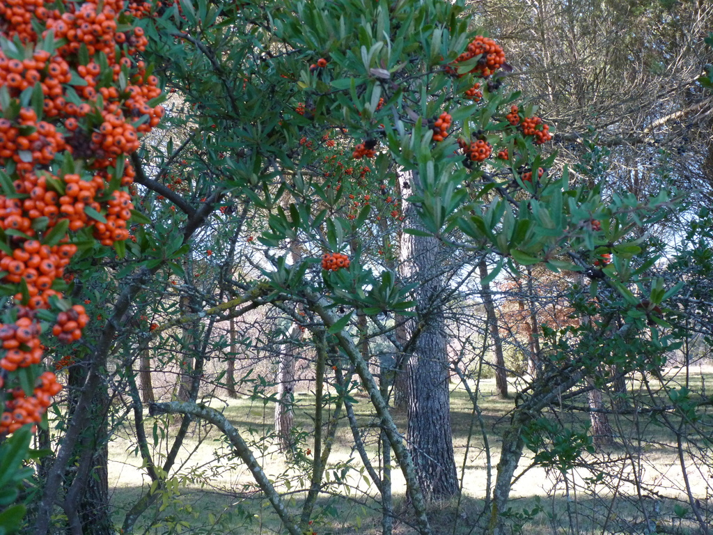 No s'ha trobat l'arxiu
